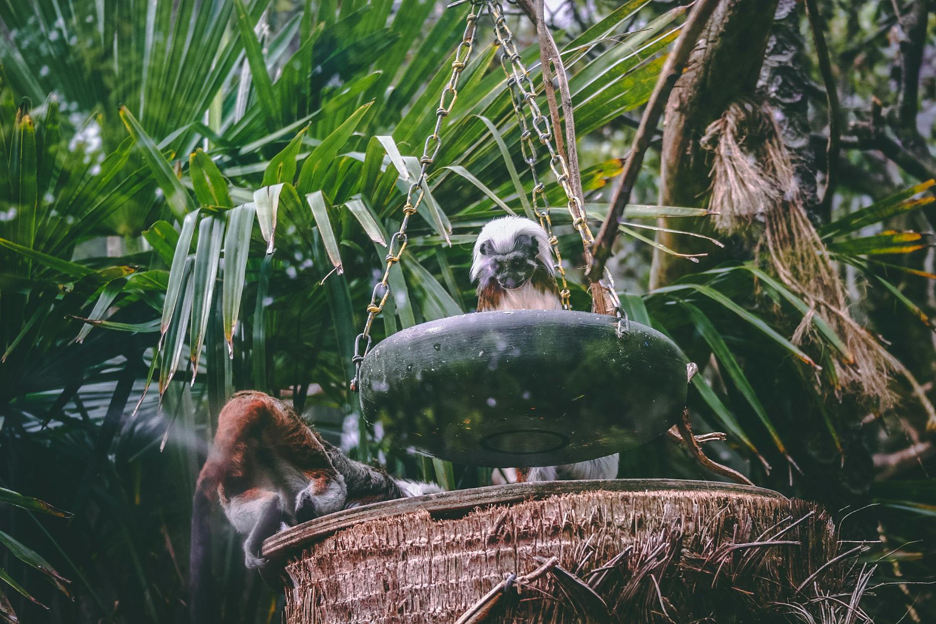 Małpy bawiące się w gęstej, zielonej dżungli tropikalnej