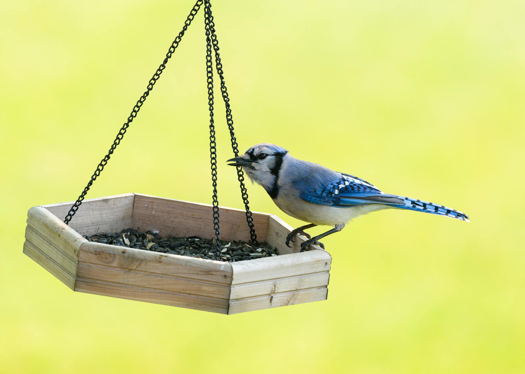 Sójka błękitna zjada nasiona z drewnianego karmnika na dworze