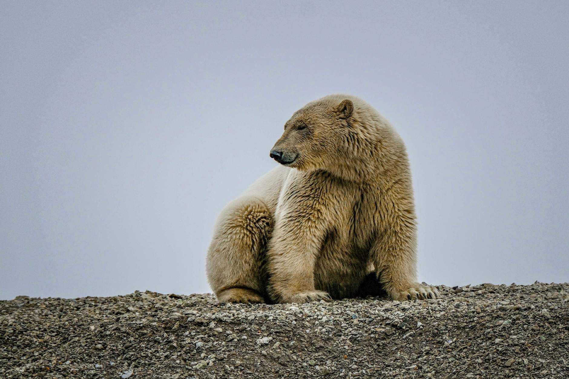 Niedźwiedź polarny siedzący na skalistym podłożu w arktycznym krajobrazie