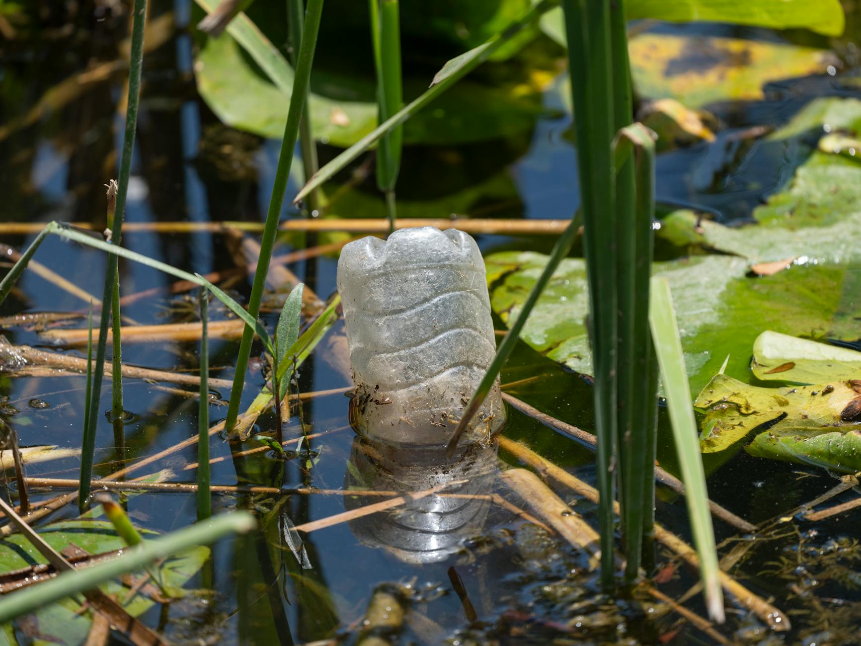 Plastikowa butelka wyrzucona wśród roślin na podmokłym terenie